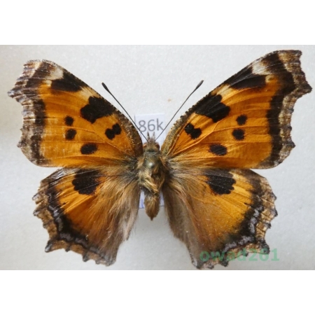 Nymphalis xanthomelas (Esper, 1781) Kazachstan86k